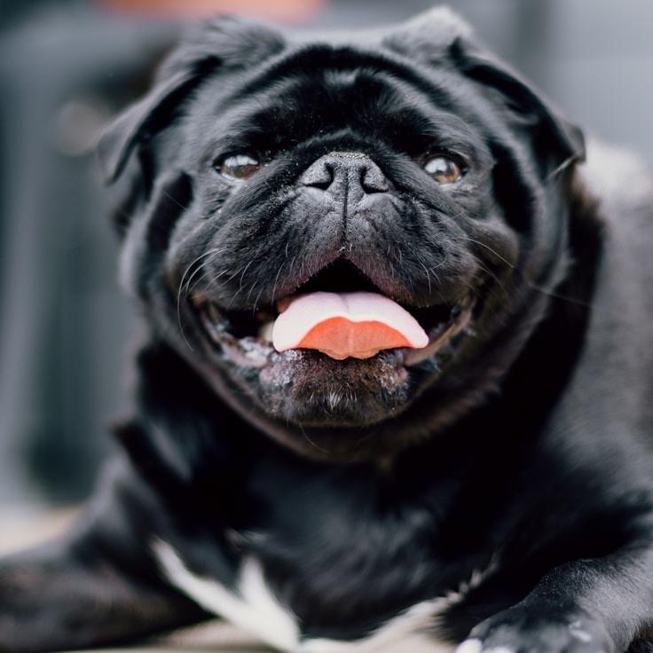 Amira Kapoor testimonial